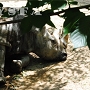 神戸　動物園